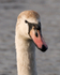 Mute Swan