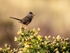 Dartford Warbler