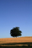 One tree hill  _DO016