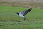 Barnacle Goose