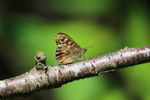 Macro image of a Speckled Wood Butterfly