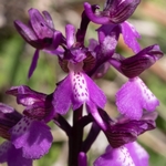 Green Winged orchid  (Anacamptis morio) syn Orchis morio)