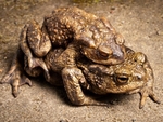 Common Toad (02)