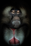 Gelada Baboon-RLP_7939