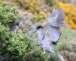 Black-crowned Night-Heron with raised wings, Carcass Island, Falklands