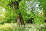JUNE 2015 -4