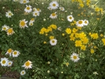 An original photograph by Paul Sandy - paulsandy.co.uk