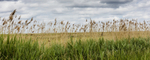 Blakeney