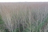 Poplar trees growing in the Nar Valley