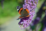 Red Admiral