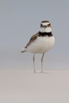 Front view of Wilson's Plover, Fort De Soto Park, Florida