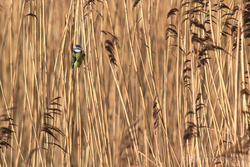 Blue Tit