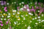 Mainly Floral 2024-12