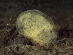 Philine quadripartita egg mass