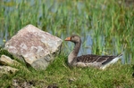 Greylag Goose