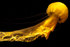 Long tail