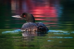Loon on the Lake