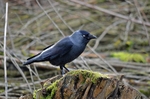 Jackdaw