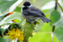 Black-capped Chickadee on sunflower