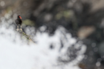 Blackish Oystercatcher & sea spray, Chile