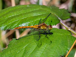 Ruddy Darter