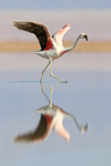 Andean Flamingo starts take off run, Laguna Chaxas, Chile