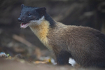Yellow-throated Marten