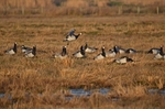 Barnacle Geese
