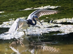 Tri-Colored-Heron _0043