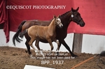 BPP_1937