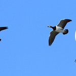 Barnacle Geese