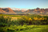 Evening Vineyards  Mountains