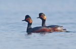 Black-necked Grebe - Podiceps nigricollis
