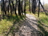 "Path Well Travelled"