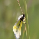 Libelloides baeticus (Ascalaphidae)