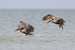 Two Brown Pelicans landing together on sea, Fort De Soto, Florida