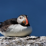Puffin