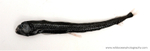 IDD009: Chauliodus sloani