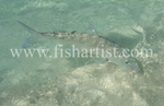 Bonefish Photo - Shore Release.