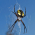 Black and Yellow Garden Spider (female)- 2