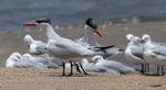 Caspian Tern
