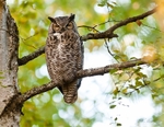 Great Horned Owl 127-8748