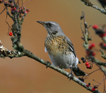 Fieldfare
