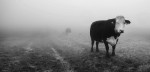 Cows in the mist 1