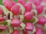 Sideways Lupin