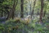 Spring Glade