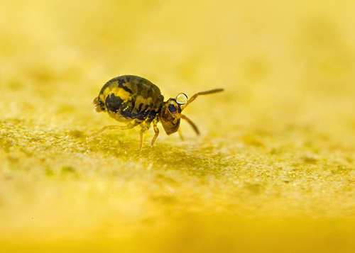 Sminthurinus
