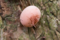 Silkmoth Egg