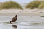 Striated Caracara, Sea Lion Island, Falklands
