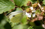 Large White